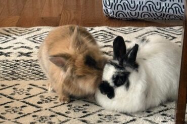 Lionhead or Jersey Wooly?