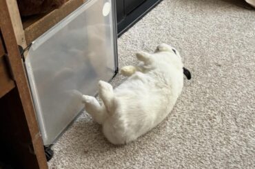 This isn’t in motion she just flopped and laid like this 😭