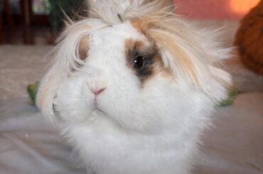 new addition to the family! welcome home poppy🌿🧚🏼🌷