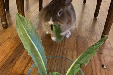 Hope this Doesn’t count as cannibalism