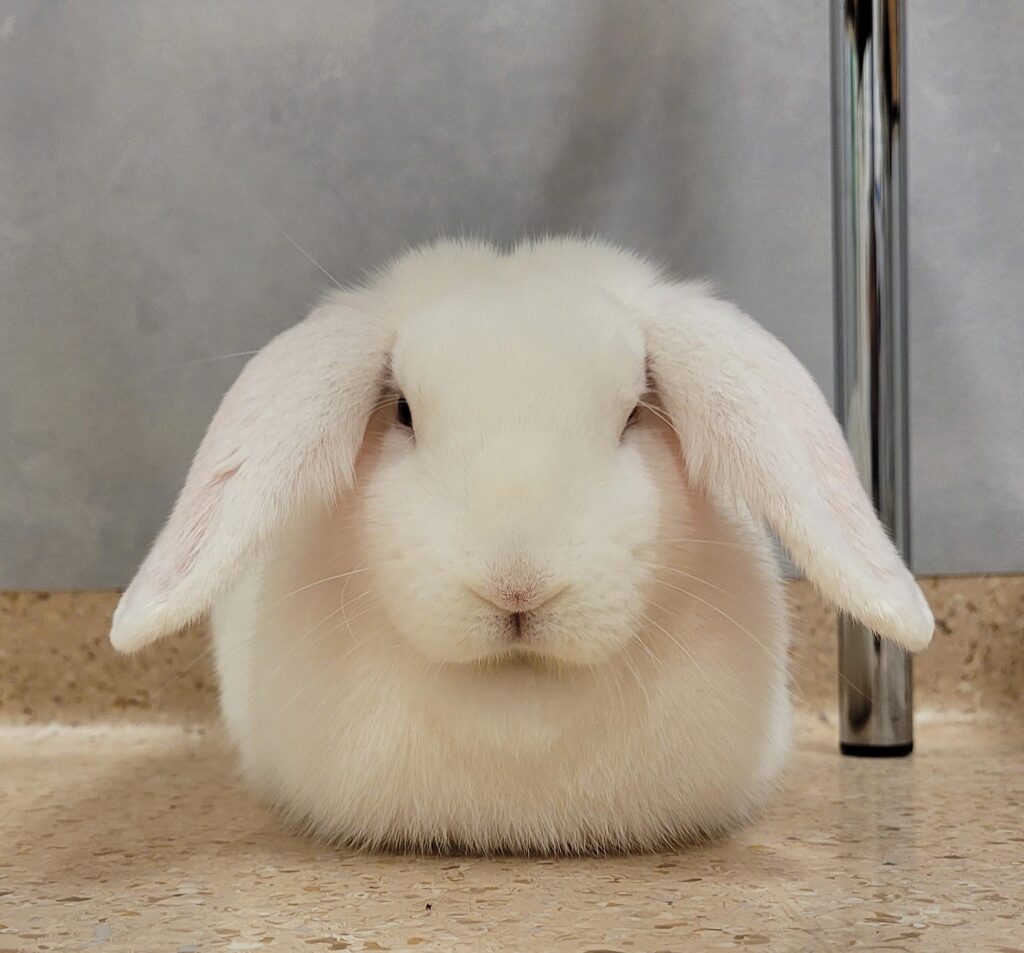 White bread at the vet.