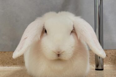White bread at the vet.