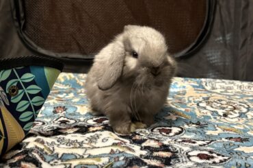 What do you call this coat color?