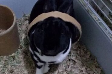 Joey our shy sweetheart... memorial post