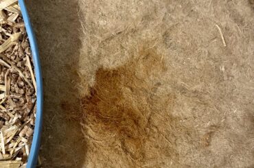 Help ! My rabbit’s urine is red