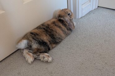 Enjoying the AC blowing under the door 🥵