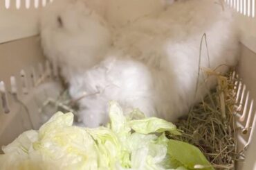 Now we're going home with my two new fur noses 🥰 Name suggestions for the doe and buck, please ;D