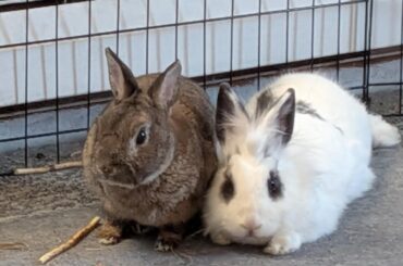 Help rabbits randomly started fighting