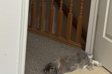 Being a bunny is hard work