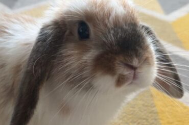 Will she trust me again?