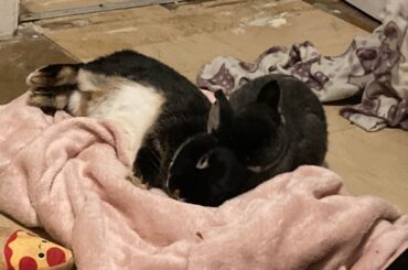 Some cute pics of my bunnies
