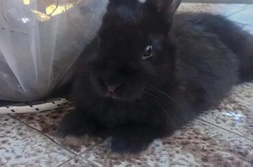 My Little Sombra😍💕