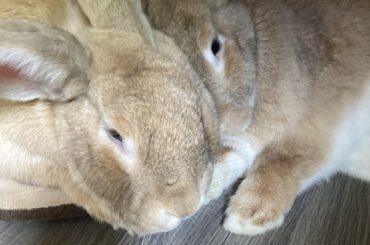 Chonky Nuts cuddling