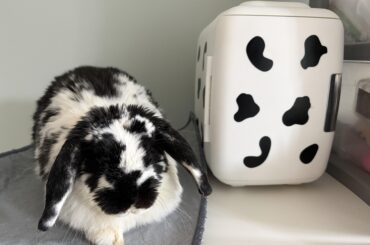 My bunny and her matching bunny fridge