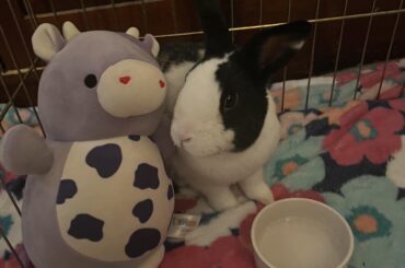 Sweet little Wisconsin shelter rabbit -a perfect boy