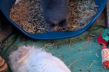 BREAKING - Rabbit poops after suspected murder of her husbun!