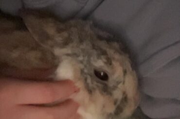 My boy never flops!!