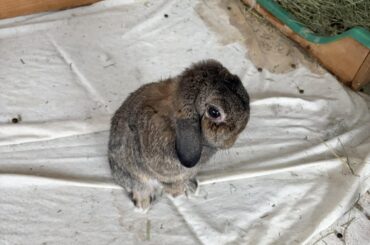 Rabbit eye removal (enucleation) (graphic final photo)