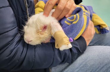 Abcess Surgery In the Morning