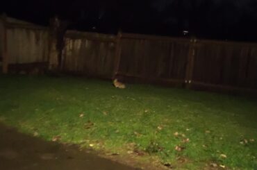 Late night backyard 🐇‼️