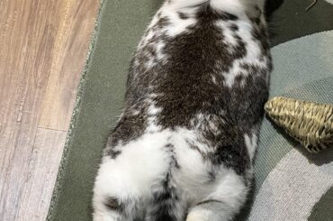 BEHOLD! The frog legs!