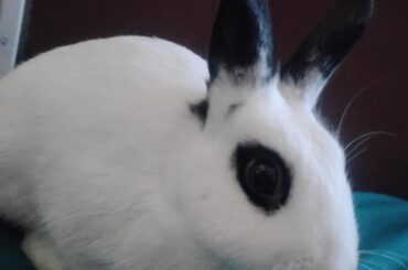 Should I name her Kuromi