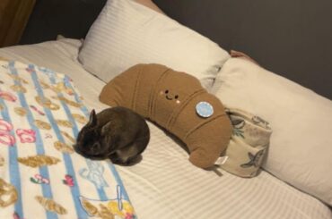 1 croissant and a loaf pls