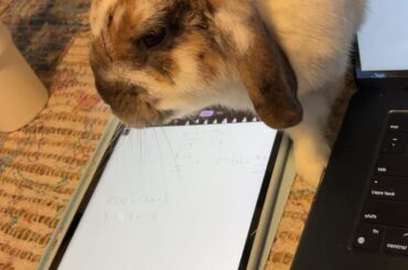 Bunny sudden passing