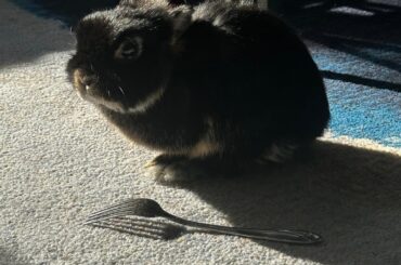 Rabbit passed away today