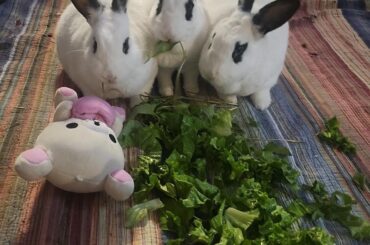 Are they chasing each other for fun?