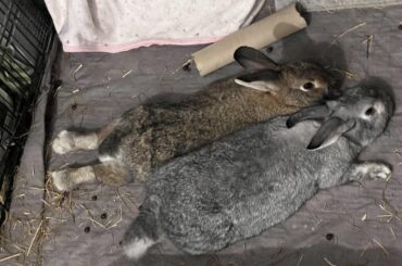 What is this. I cannot. I’ve lost the ability to can. Send help.