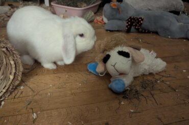 Bunny safe floor cleaner