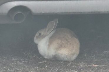 Is this a domestic rabbit?