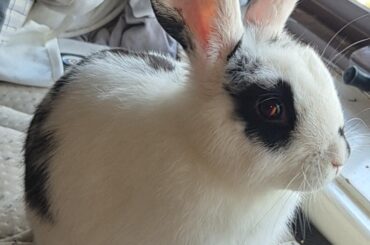 Trying to figure out the breed of my little guy:)