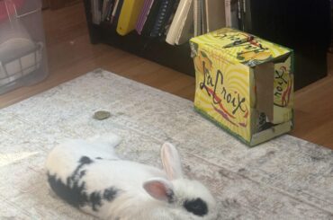 Tough Day at the Office (Chewing Book Spines)