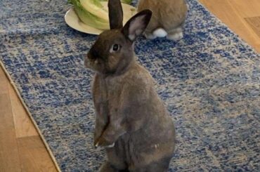 The ‘mom why haven’t you gone to work for two weeks’ face.