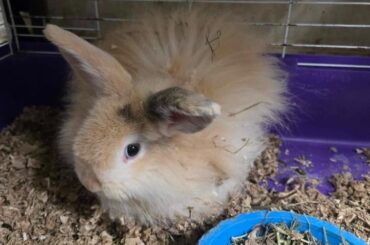 My local pet store sent me this picture, I haven't been able to get her out of my mind