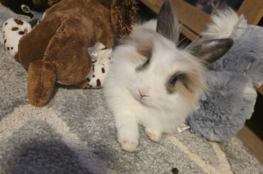 Bunny friend ??? Yes or no