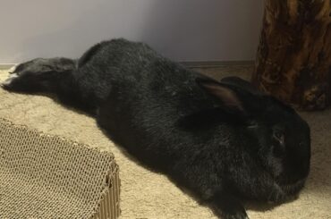 Is Advantage II for Large Cats ok to use on Rabbits?