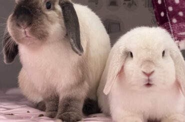 Just trying to be pretty!