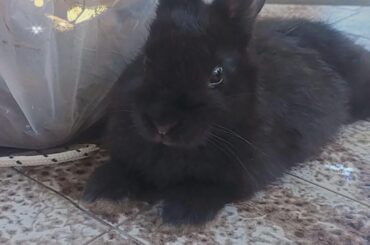 My Little Sombra 🖤👑