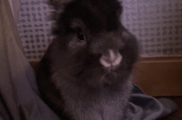 What breed is my rabbit?