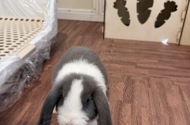 Day 2 Of Being A Bunny Owner