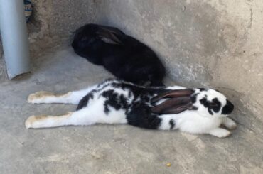 I hired some new gardeners to help with the weeding, but I think they’ve already taken their union mandated nap 💤