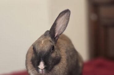 Earthief struck again!