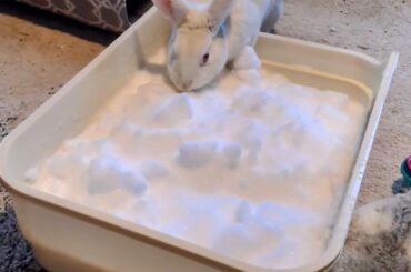 Fluffy investigating snow ❄️ for the first time!! Verdict - NOT Ammused