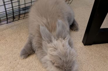 Sleepy... almost sploot?