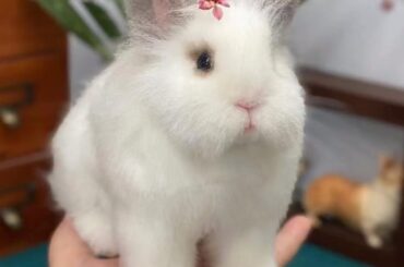 Bring the bunny home with wool.