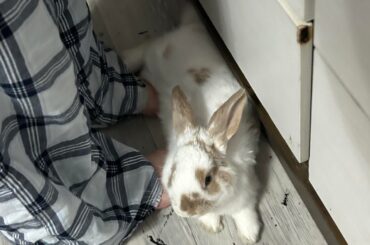 i started getting ready to leave & he ran and flopped on my feet .. i'm sorry baby i have 2 go:(