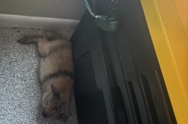 Help me identify my bun :)